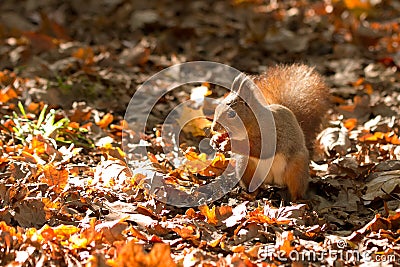 Squirrel, Autumn, nut and dry leaves Stock Photo