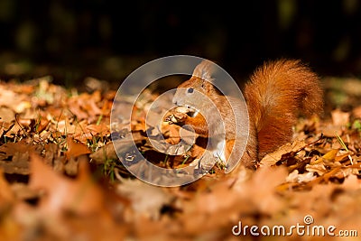 Squirrel, Autumn, nut and dry leaves Stock Photo