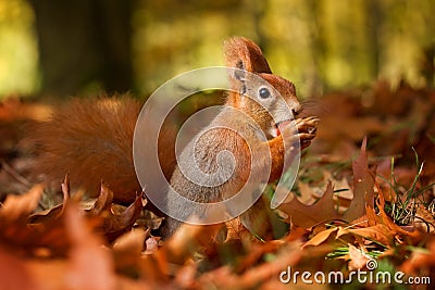 Squirrel, Autumn, nut and dry leaves Stock Photo