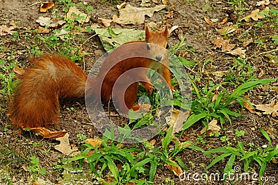 Squirrel in the autumn park. Stock Photo