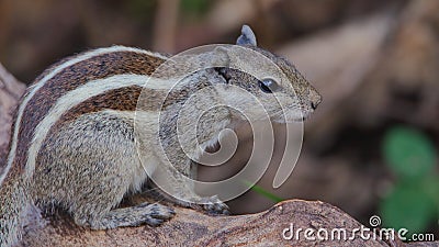 Squirrel, animal, nature, natural, wallpaper Stock Photo