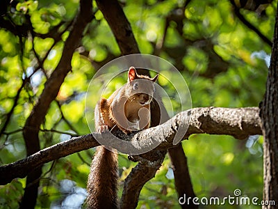 A squirrel on a branch in the forest Stock Photo