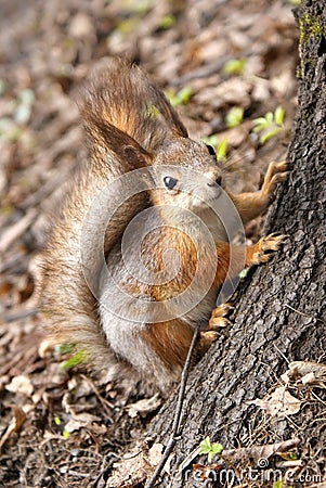 Squirrel climbing tree Stock Photo