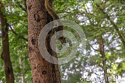 Squirrel climbing tree with blur background Stock Photo