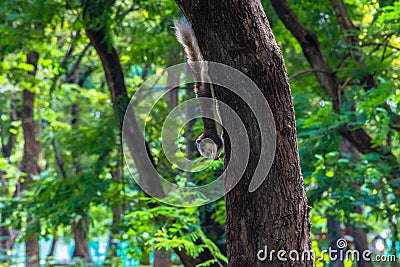 Squirrel climbing tree with blur background Stock Photo