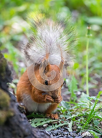 Squirrel climbs to top a tree Stock Photo