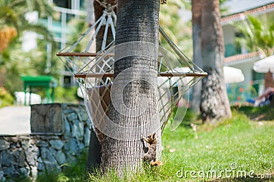 Squirrel climbs a tree from the lawn Stock Photo