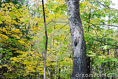 The squirrel climbs the tree under the sunlight in autumn forest Stock Photo