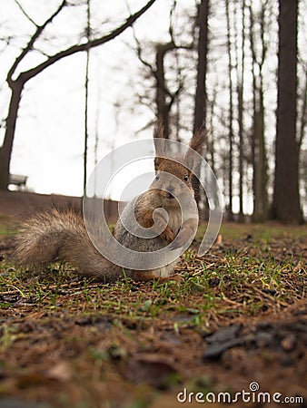 Squirrel closeup Stock Photo