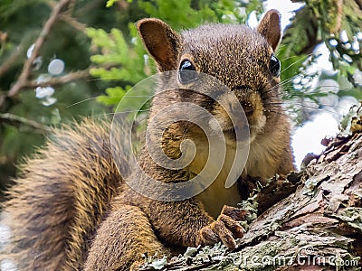 Squirrel closeup on a branch Stock Photo