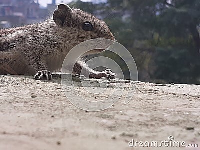 Squirrel closeup facial details Stock Photo