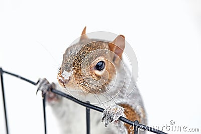 Squirrel closeup in the snow, Stock Photo