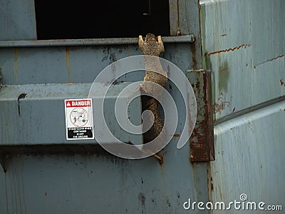 Squirrel Does His Pull-Ups. Stock Photo