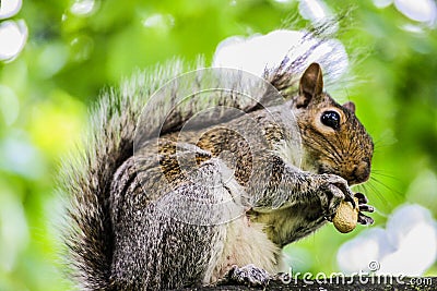 Squirrel eat a Nut Stock Photo