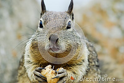 Squirrel Eating Stock Photo