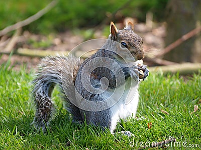 Squirrel Eating Stock Photo