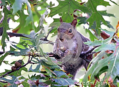 Squirrel eating an acorn Stock Photo