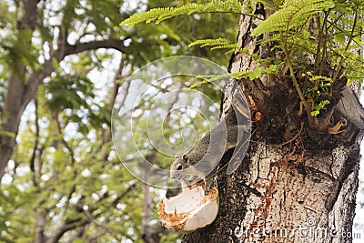 Squirrel eating coconut on tree. Stock Photo