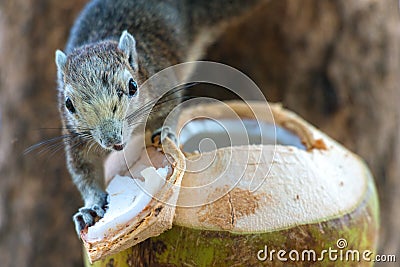 Squirrel eating a coconut on a tree Stock Photo