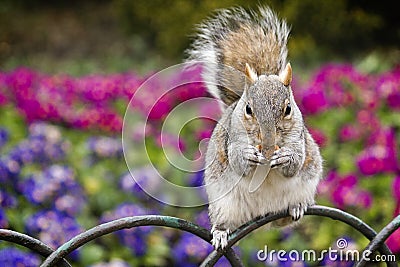 Squirrel eating cookies Stock Photo