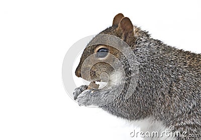 Squirrel eating crumb Stock Photo