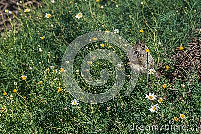 Squirrel eating flowers in green vegetation Stock Photo