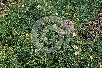 Squirrel eating flowers in green vegetation Stock Photo