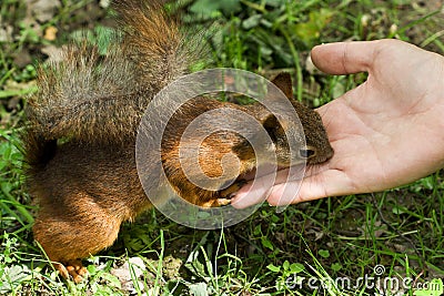 Squirrel eating from hand Stock Photo