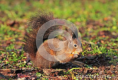 Squirrel eating hazelnut Stock Photo