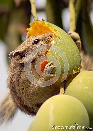 Squirrel eating mango Stock Photo
