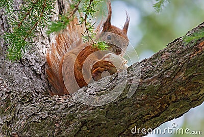 Squirrel eating mushroom Stock Photo