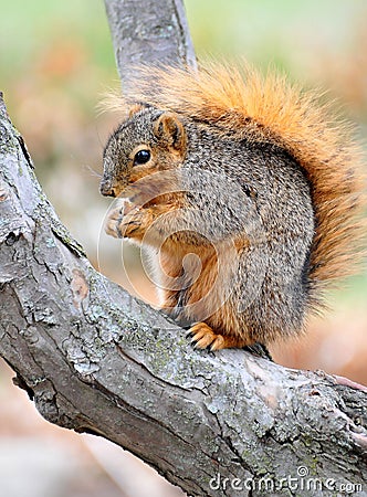 Squirrel eating nut on branch Stock Photo