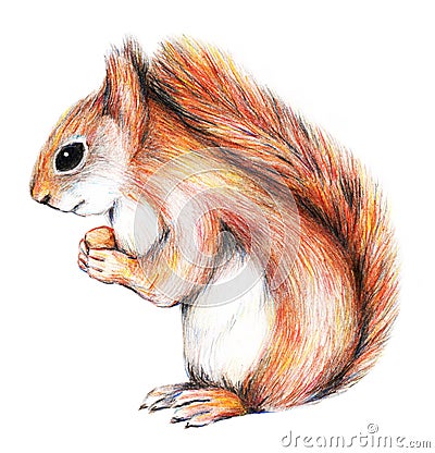 Squirrel eating nut pencils drawing illustration on white background. Cartoon Illustration