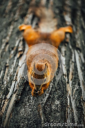 Squirrel eating a nut on a tree, textured tree bark background Stock Photo