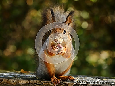 Squirrel eating nuts Stock Photo