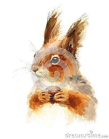 Squirrel Eating Nuts Wild Animal Winter Illustration Hand Painted Stock Photo