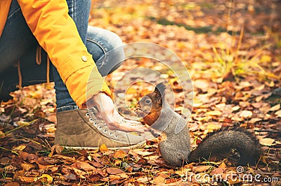 Squirrel eating nuts from woman hand and autumn leaves on background wild nature Stock Photo