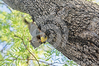 Squirrel eating on the tree Stock Photo