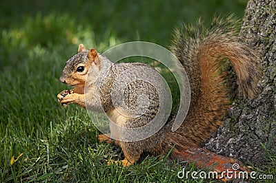 Squirrel Eating Walnut Stock Photo