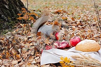 Squirrel eats aplle in autumn park, falling leaves on background. Stock Photo