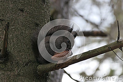 a squirrel eats fir cone seeds Stock Photo