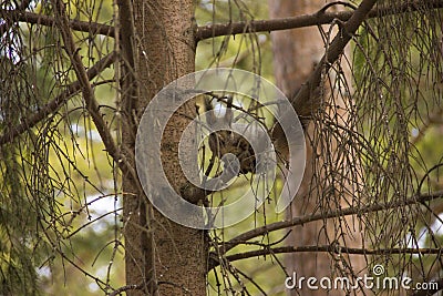 Squirrel eats food at the trough Stock Photo