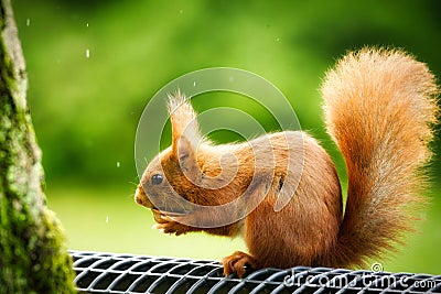 squirrel eats from half a walnut Stock Photo