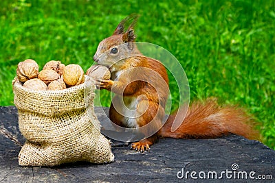 Squirrel eats nuts in the park. Stock Photo