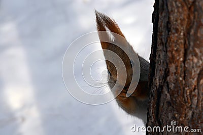 Squirrel eats nuts on the tree Stock Photo