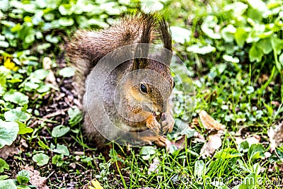Squirrel eats peanut close-up. Stock Photo