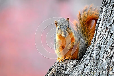 Squirrel in Fall Stock Photo