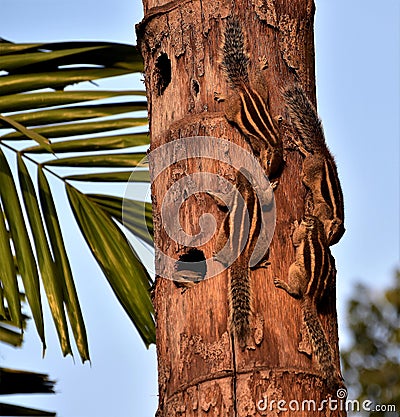 Squirrel family Stock Photo