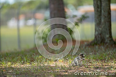 Squirrel feasting in the woods Stock Photo