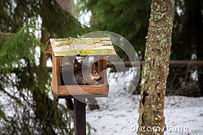 Squirrel in the feeder Stock Photo
